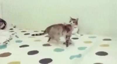 Are you scared bro?