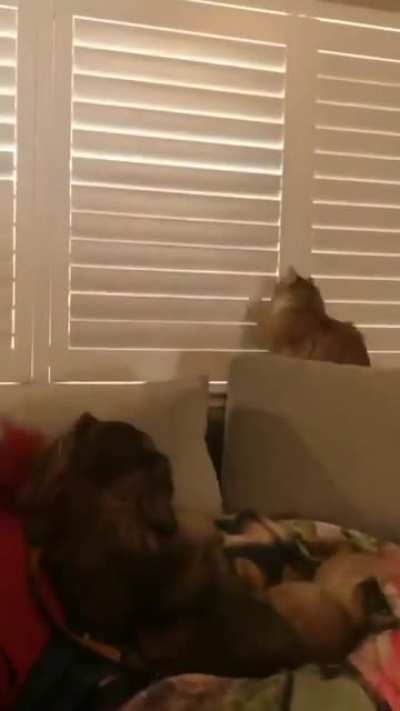 Cat Being stubborn!