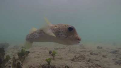 Took this on a dock in Raiatea, felt really lucky to get this footage.
