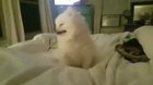 The cutest sneeze I've ever seen
