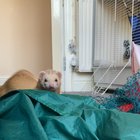 Kisses from Bandit