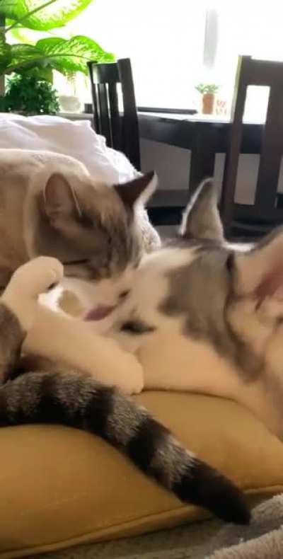 My babies Hubble (cat) and Nova (dog), they’re best friends and two peas in a pod 💕