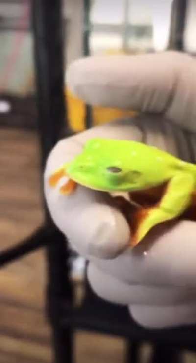 sleepy frog