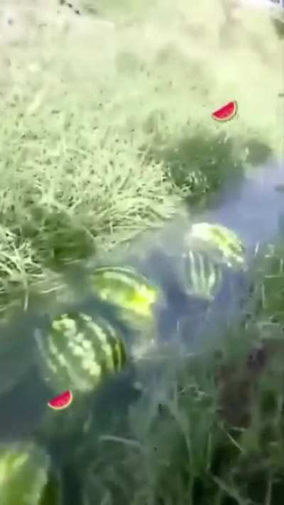 my watermelon people need me