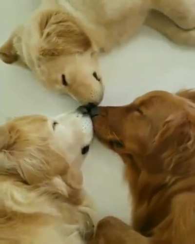 An Extremely Rare Triple Snoot Boop