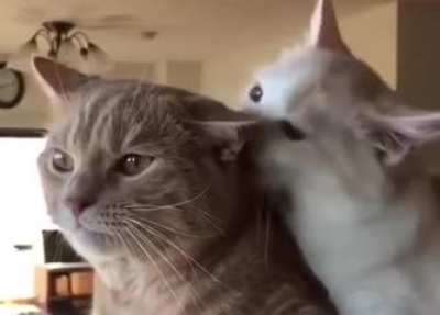 The way to annoy your sibling.