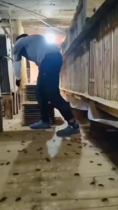 Worker tends to a cockroach farm. Suprisingly lucrative, these farms breed cockroaches for pharmaceuticals, cosmetics, animal feed, and waste management