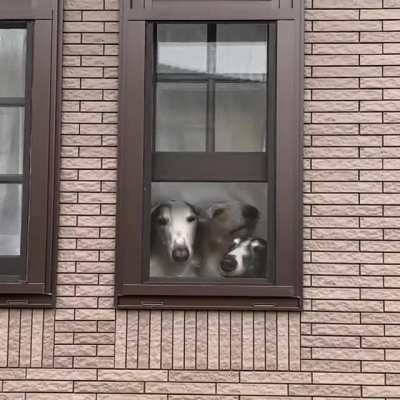 Peep squad taking turns to peep