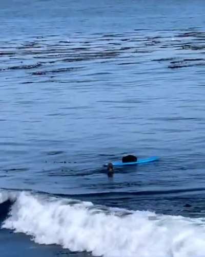 Brazen attempt by one of the locals to steal a man's surfboard at Steamer Lane.