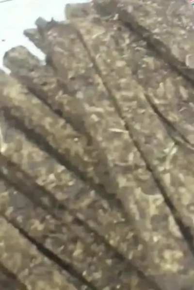 Brickweed in Brazil