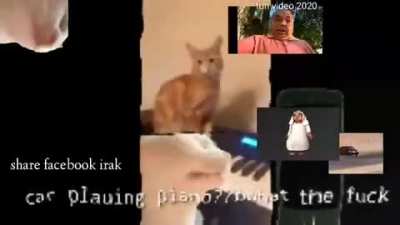 car vibing techno music 😳😂😂😂😂<wbr>😊 very fun do not laugh. ... القط يهتز للبيانو lmao مضحك جدا ، الأصد<wbr>قاء؟