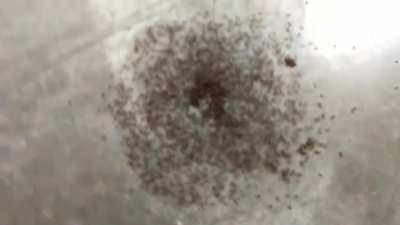 Ant mill AKA the ant death spiral