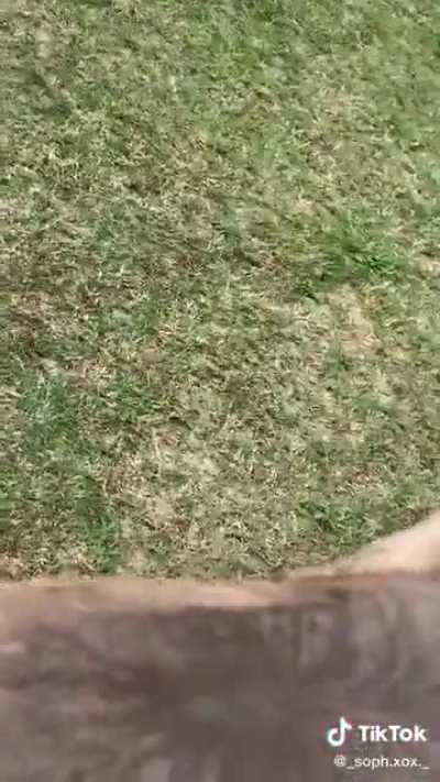 Los Americanos se copian de Óscar con un burro drogao. 🖕😡Pal EEUU😡🖕