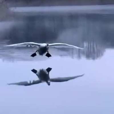 Выпус<wbr>тить шасси!