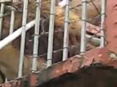 Mormon missionary attacked by a Lion
