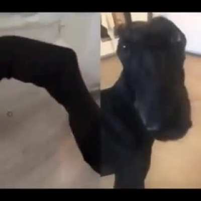 snoot rule