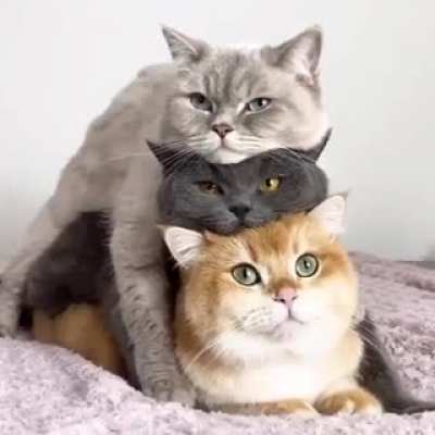 Чуток Котиков вам