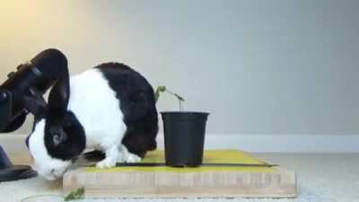 Bunny bomou