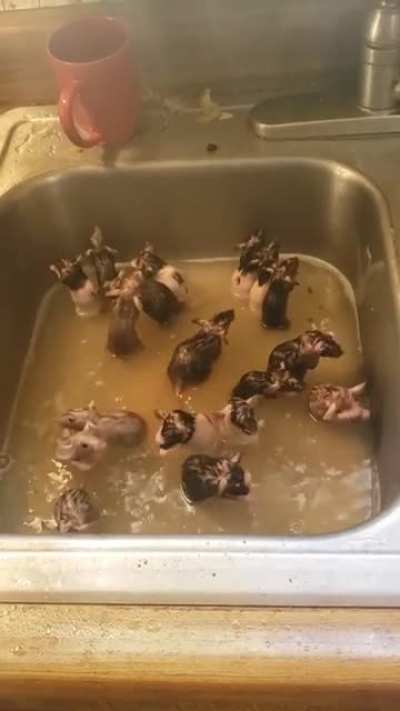 Bath time for them