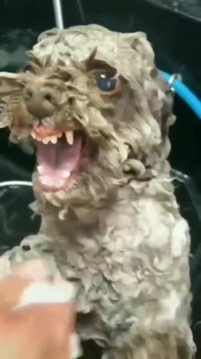 Cleanliness is next to dogliness