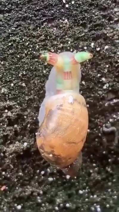 A parasitic worm has turned this snail into a 