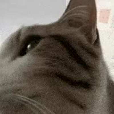 the 