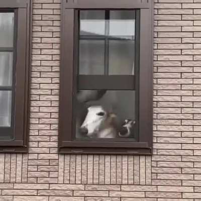 I think they're home, I think they're home, I think they're home...wait, I think they're home