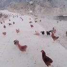 Chickens charge