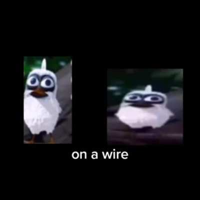 Two birds