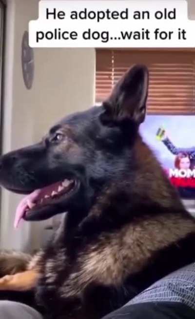 Good boy knows what’s up