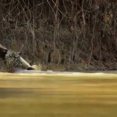 big cat dives after a gator