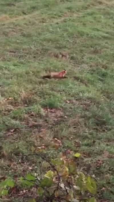 Yay red foxxo :D