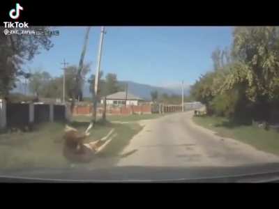 🐄🚗