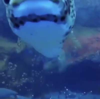 Unexpected curious visitor approaches while filming sleepy whitetips