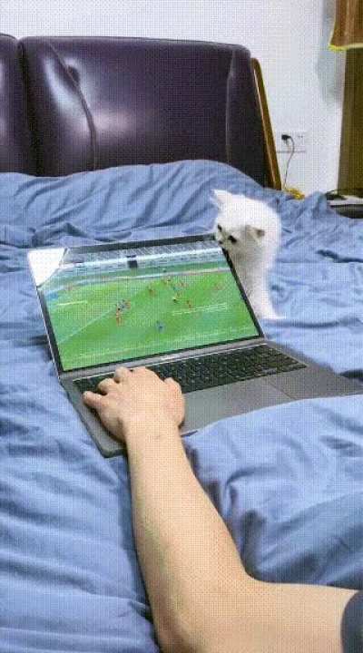 Get A Cat They Said, It Will Be Fun They Said...