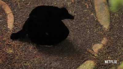This Bird's seduction Skills