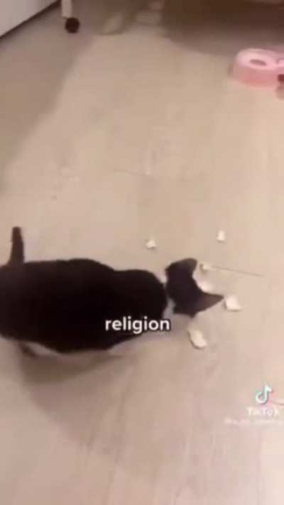 Ideal Croatian cat 💪🏾🇭🇷