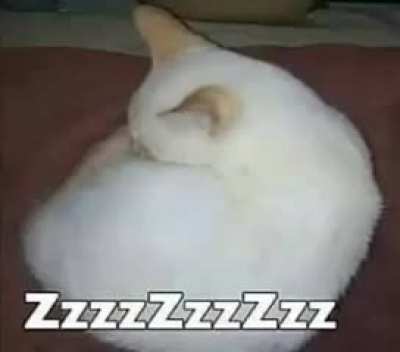 ZzzzZzzZzz