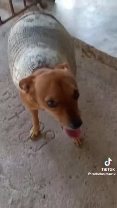 Cachorrotu