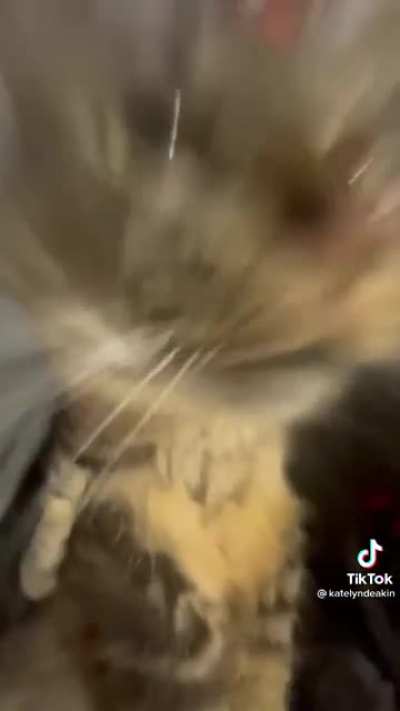 cat rave???