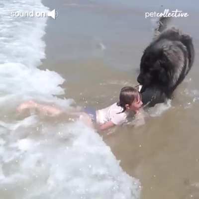 Dog protects girl playing in Ocean.