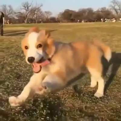 Happy pupper