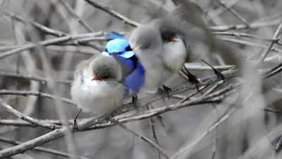 Floofy borbs