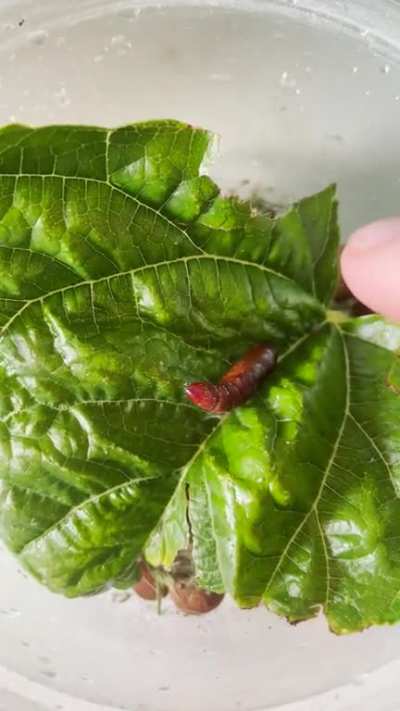 Thought this was a sweet little cocoon, wtf is this thing.