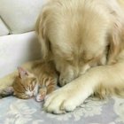 Kitten and good boy become bestest friends