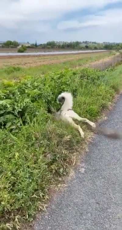 Majestic Husky carefully stalking his prey before launching a glorious attack