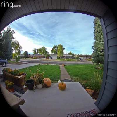 Thought someone stole our garden Pumpkin…
