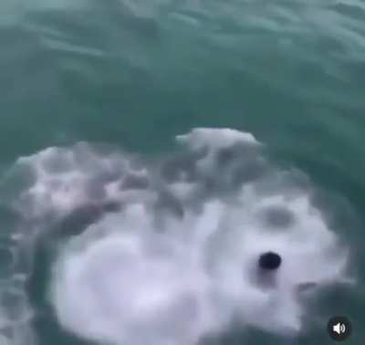 Jumping in the sea
