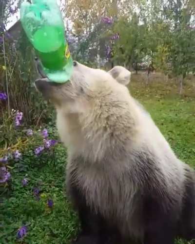 This bear drinking soda
