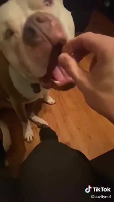 Dogs can't eat jelly beans